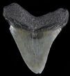 Juvenile Megalodon Tooth - South Carolina #49998-1